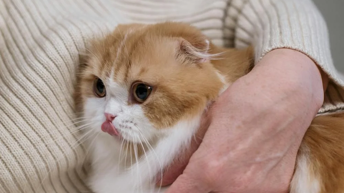 Cách chăm sóc mèo con trong 3 tháng đầu