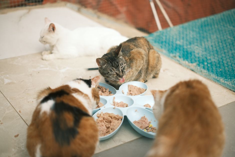 Bé Mèo Bỏ Ăn, Mệt Mỏi: Dấu Hiệu Cảnh Báo Bệnh Lý Nguy Hiểm
