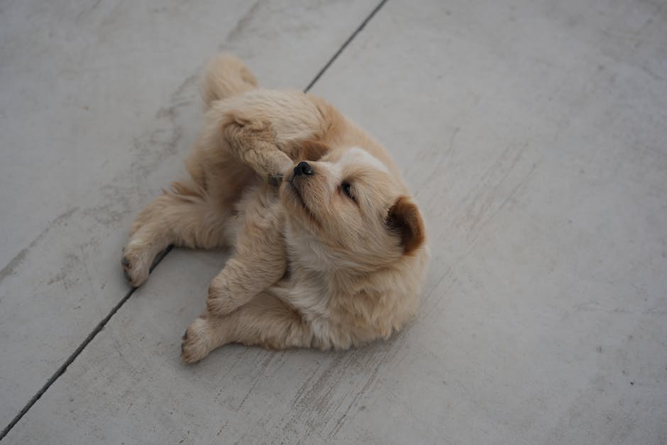 Chó con đang cắn đồ vật