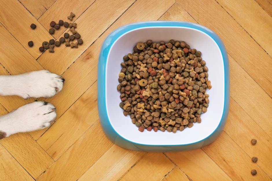 Các loại thức ăn cho chó: hạt khô, pate, thức ăn tươi