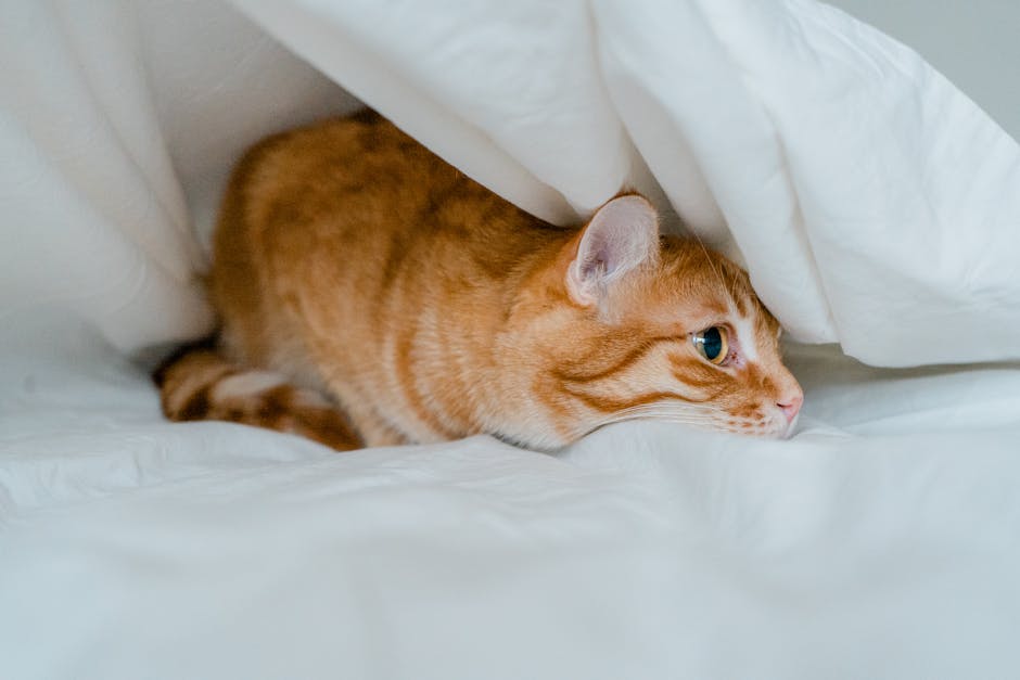 Chó mèo buồn bã hoặc có biểu hiện lạ