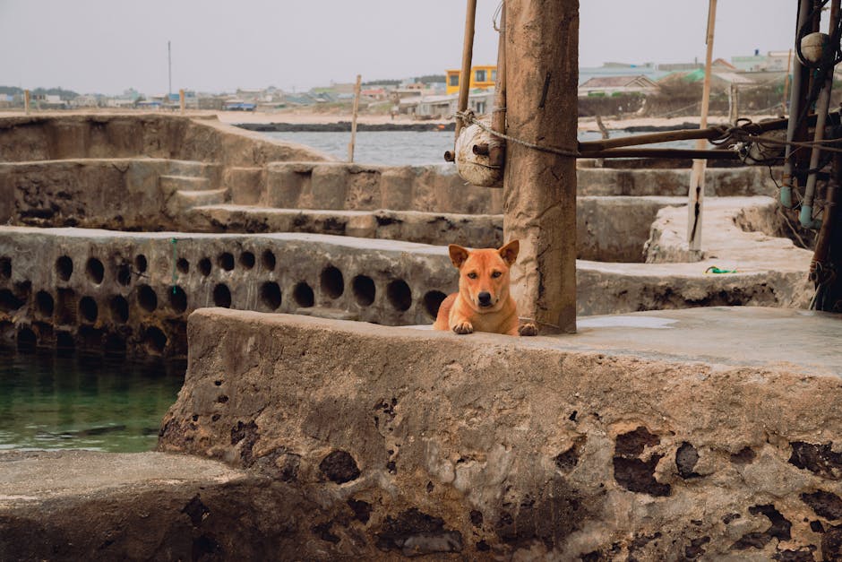 Chó con đang ăn thức ăn dành riêng cho giai đoạn phát triển