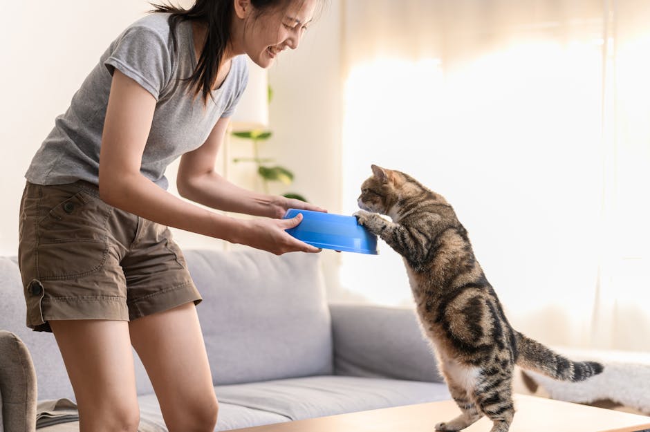 Hiểu rõ nhu cầu dinh dưỡng đặc trưng của loài mèo.
