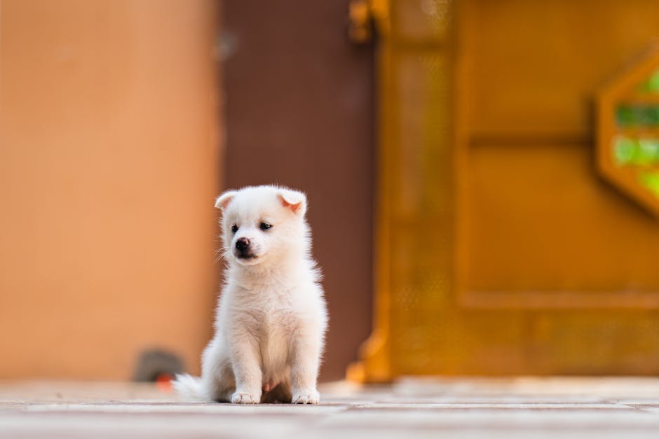 Chó con đang học cách ngồi theo hiệu lệnh