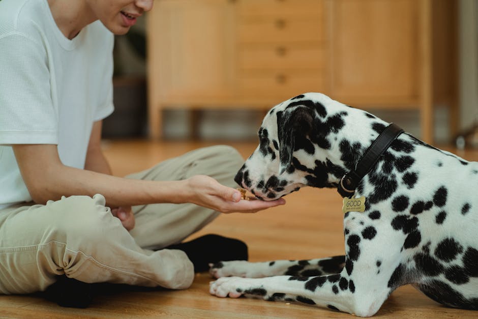 Chủ đang khen thưởng chó con sau khi đi vệ sinh đúng chỗ