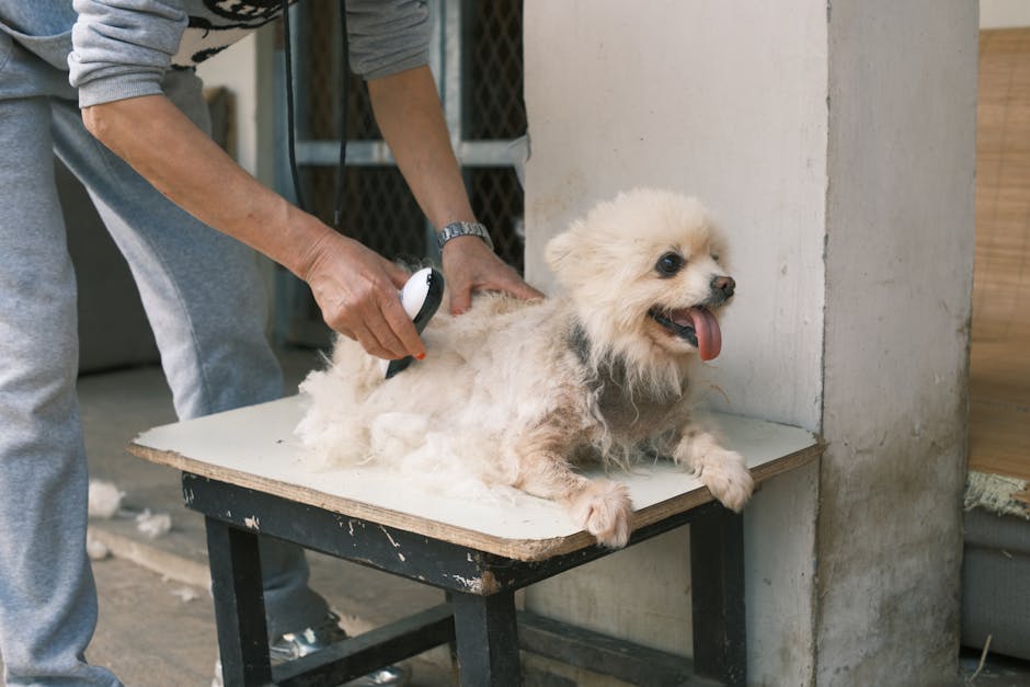 Thức ăn kém chất lượng gây rụng lông ở thú cưng