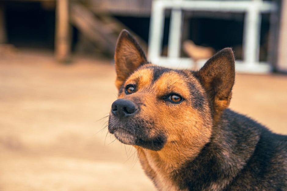 Chó ăn cháo gà loãng, chế độ ăn dễ tiêu hóa khi bị tiêu chảy