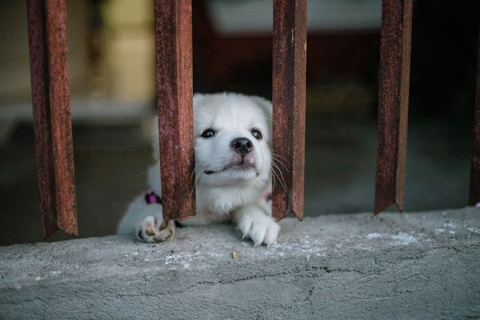 Thú cưng có dấu hiệu mệt mỏi, kém ăn