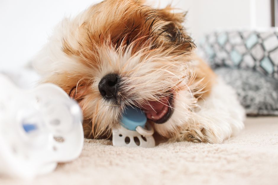 Chó con gặm đồ chơi