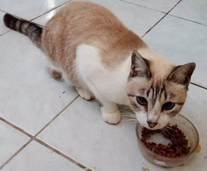 Bí quyết giúp mèo cưng ăn ngon miệng trở lại.