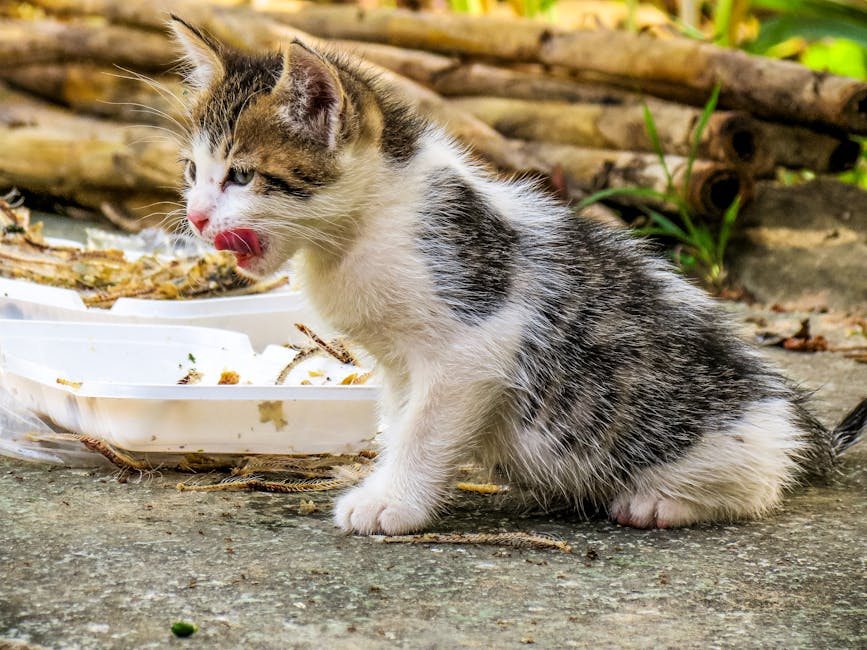 Mèo đang bỏ dở bữa ăn của mình