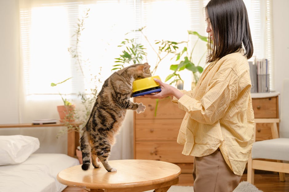 Chủ đang cố gắng cho mèo ăn nhưng mèo không ăn