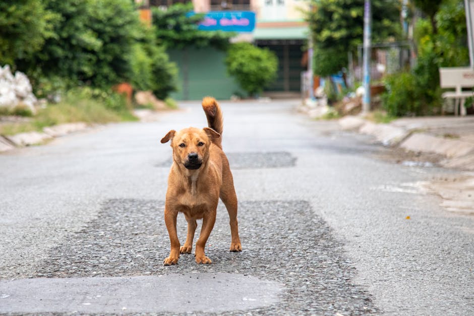 Boss đột nhiên lờ đờ, kém năng động là dấu hiệu cần chú ý.