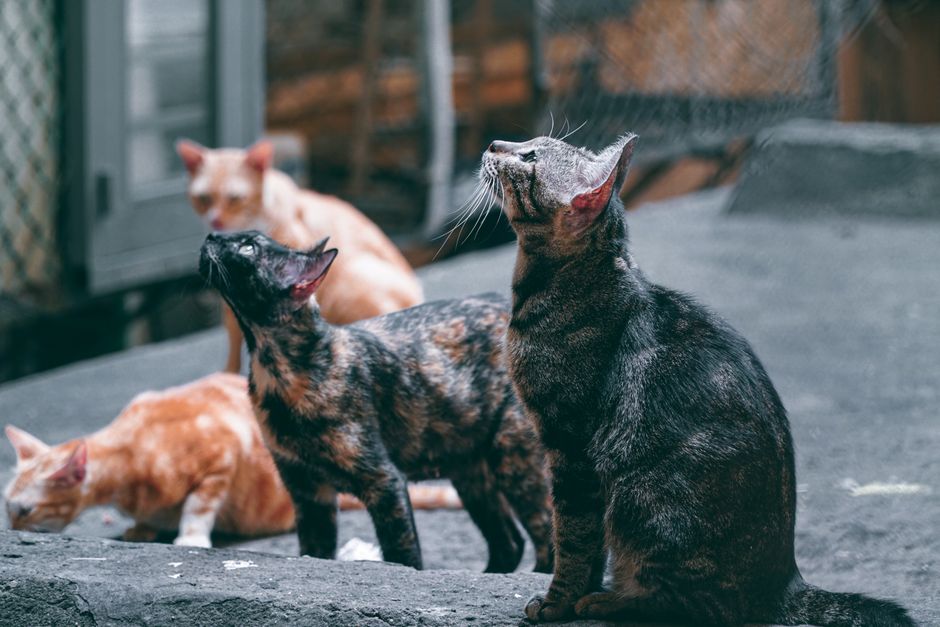 Nguồn lây nhiễm giun sán cho chó mèo qua thức ăn, môi trường, ký sinh trùng khác