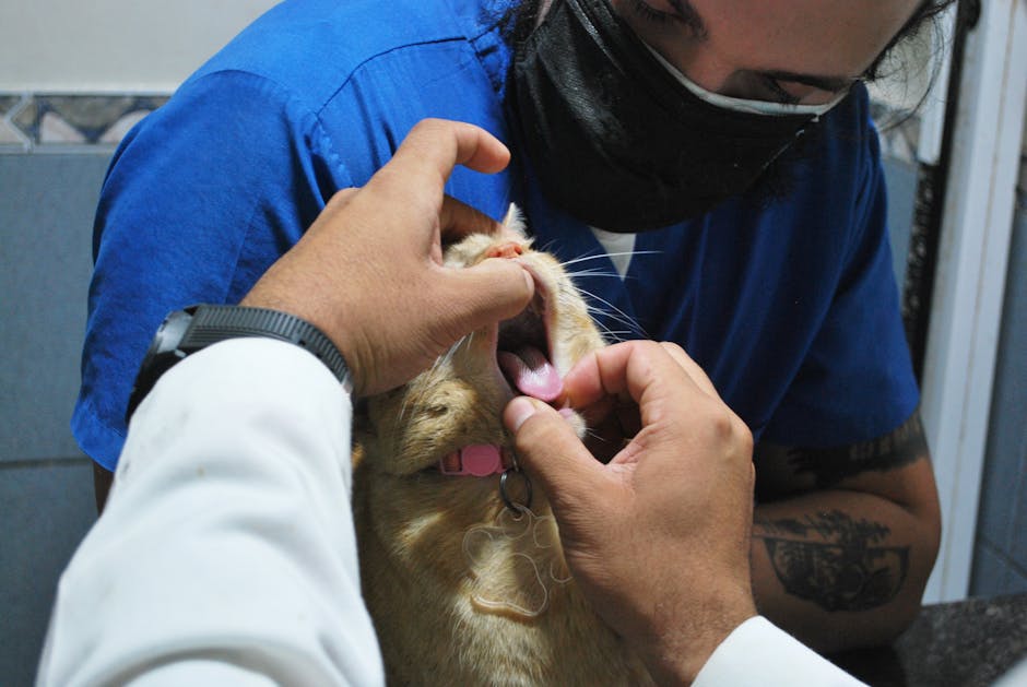 Tiêm Phòng Vaccine Cho Chó Mèo: Bảo Vệ Boss Khỏi Mối Nguy Hiểm Tiềm Ẩn