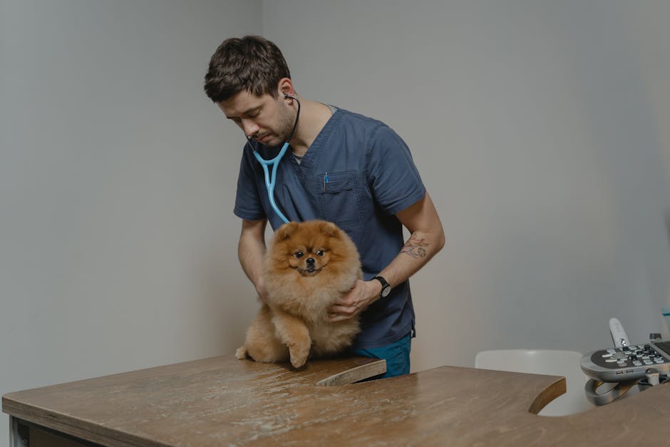 Chó được bác sĩ thú y kiểm tra sức khỏe