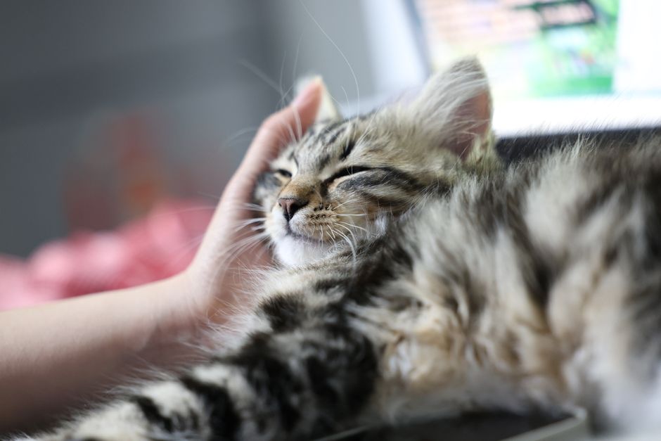 Mèo con đang được vuốt ve