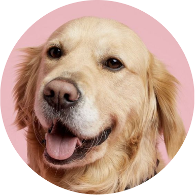 Dinh dưỡng cho chó già — những thay đổi cần biết