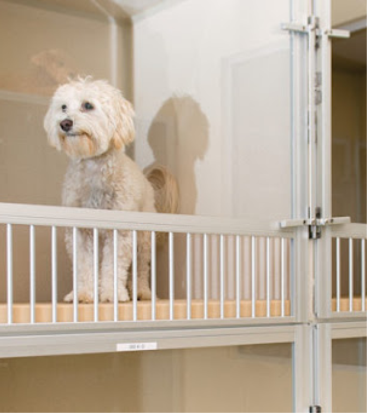 Lưu trú thú cưng