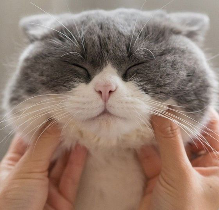 Một bé mèo của đội ngũ MonMinPet được nâng niu trong lòng bàn tay