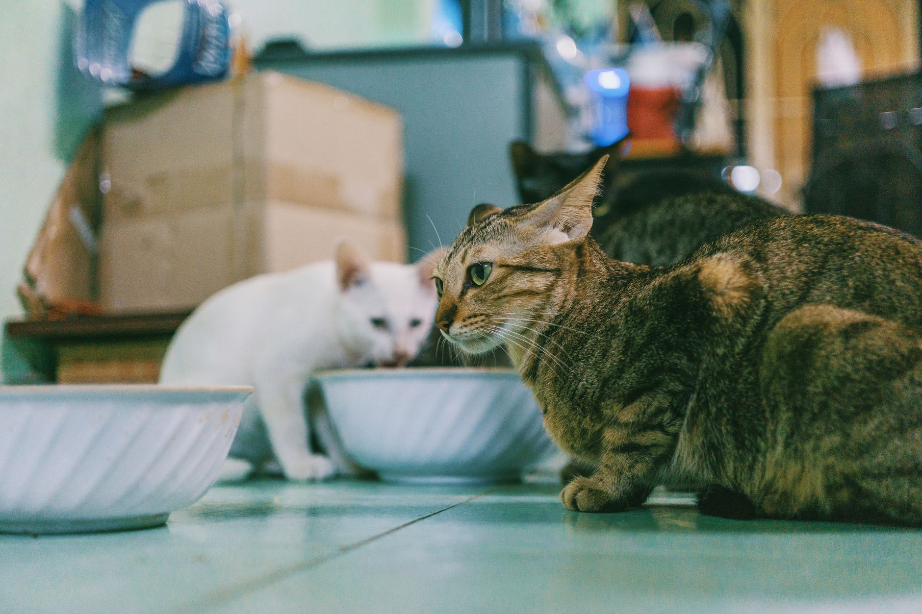 Bát thức ăn cho mèo