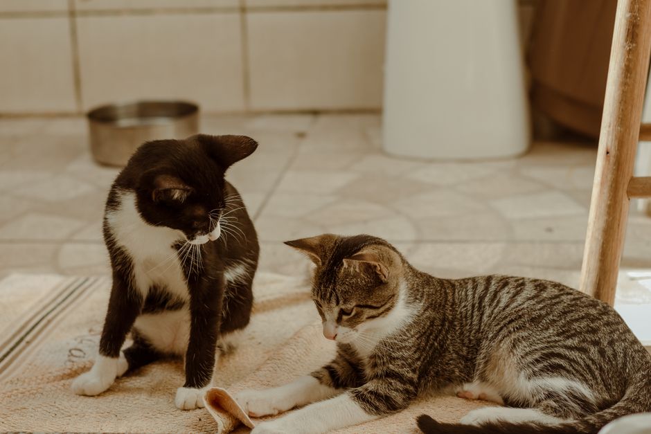 Bí quyết chăm sóc chó mèo toàn diện cho 'sen' bận rộn
