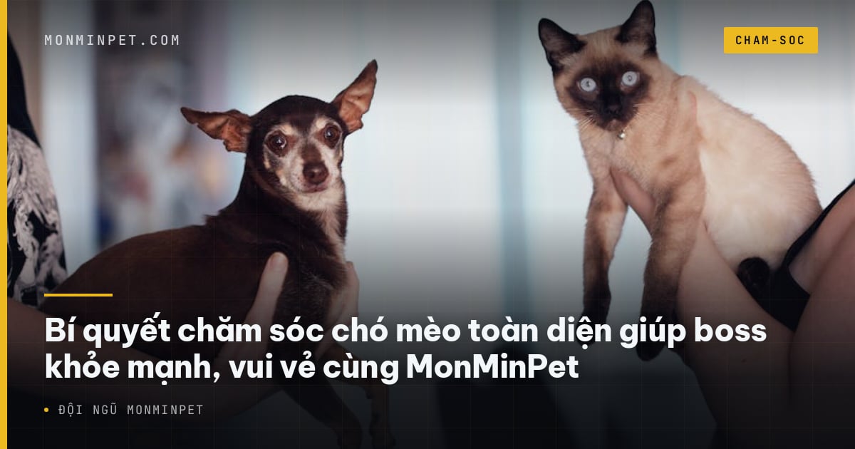 Bí quyết chăm sóc chó mèo toàn diện giúp boss khỏe mạnh