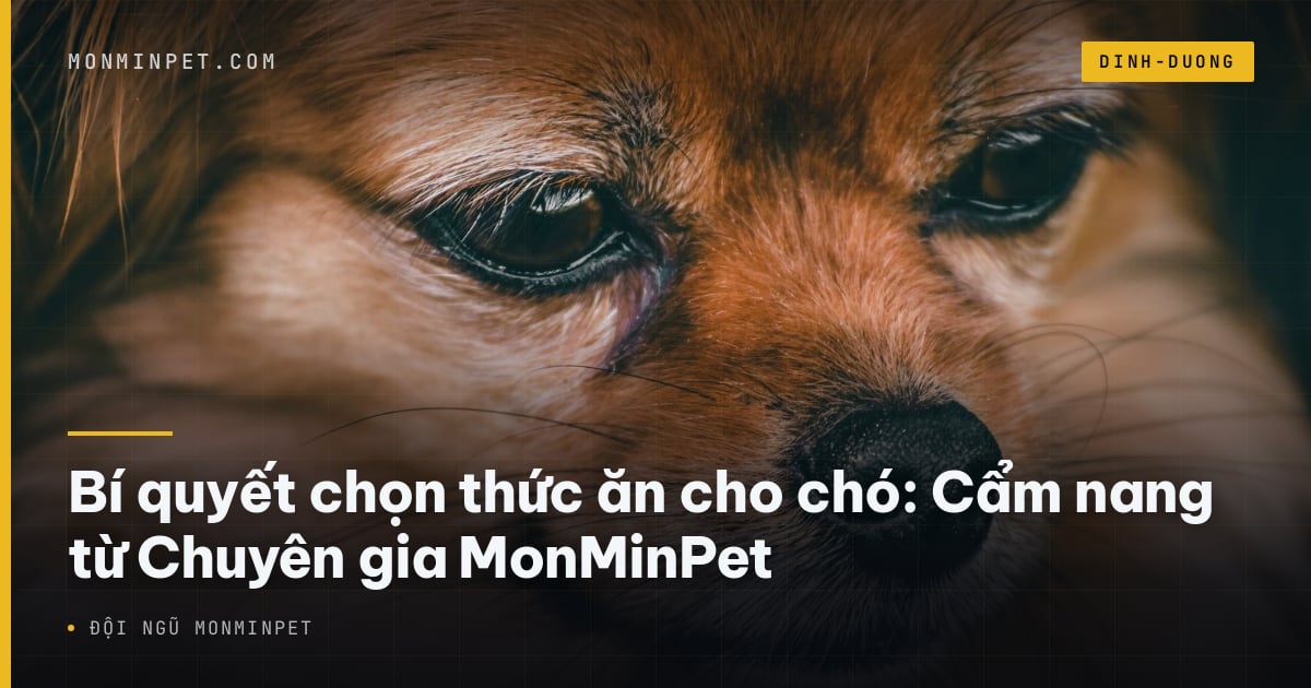 Bí quyết chọn thức ăn cho chó: Cẩm nang từ Chuyên gia