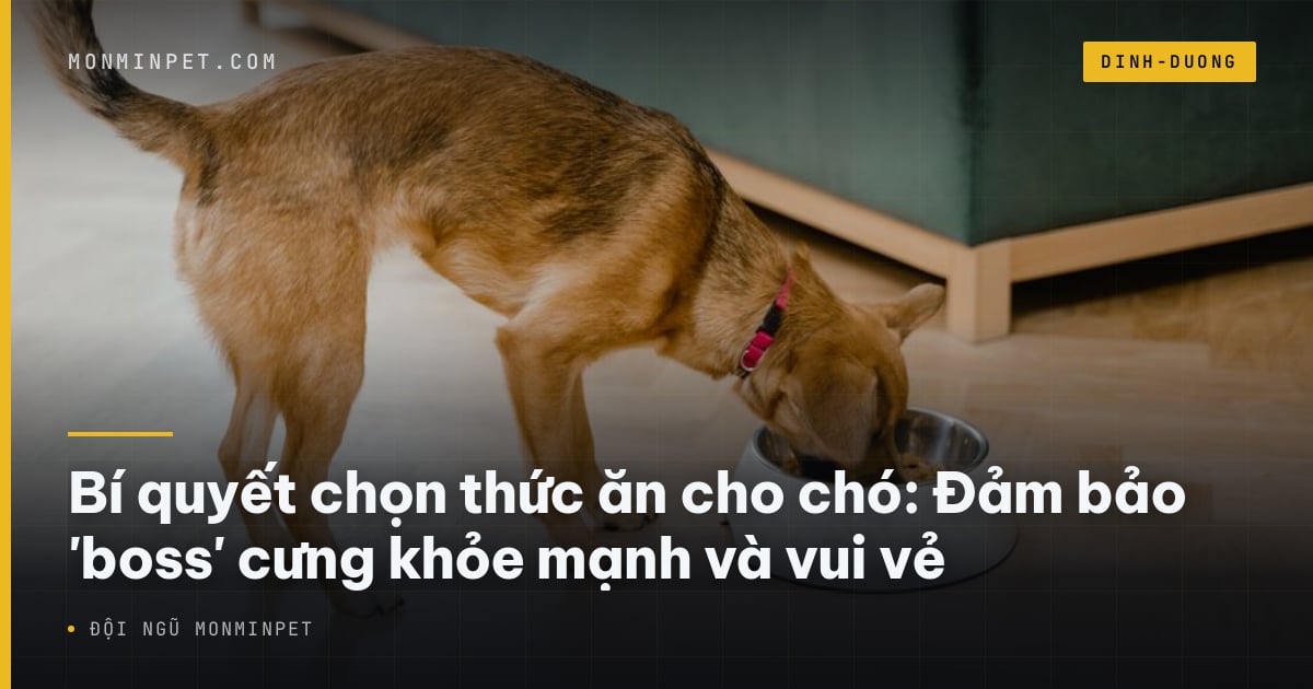 Bí quyết chọn thức ăn cho chó: Đảm bảo 'boss' cưng khỏe mạnh