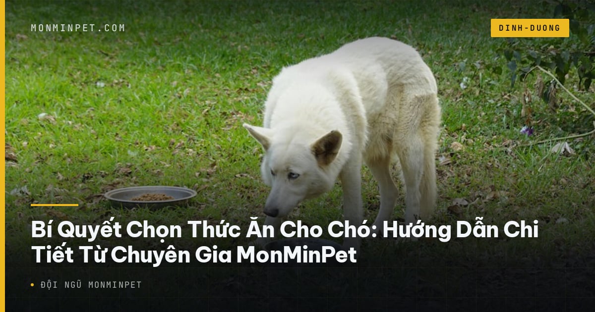 Bí Quyết Chọn Thức Ăn Cho Chó: Hướng Dẫn Chi Tiết Từ Chuyên