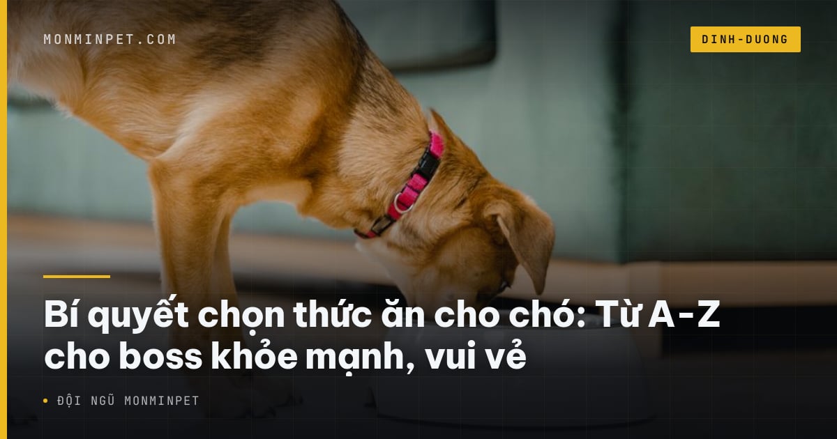 Bí quyết chọn thức ăn cho chó: Từ A-Z cho boss khỏe mạnh