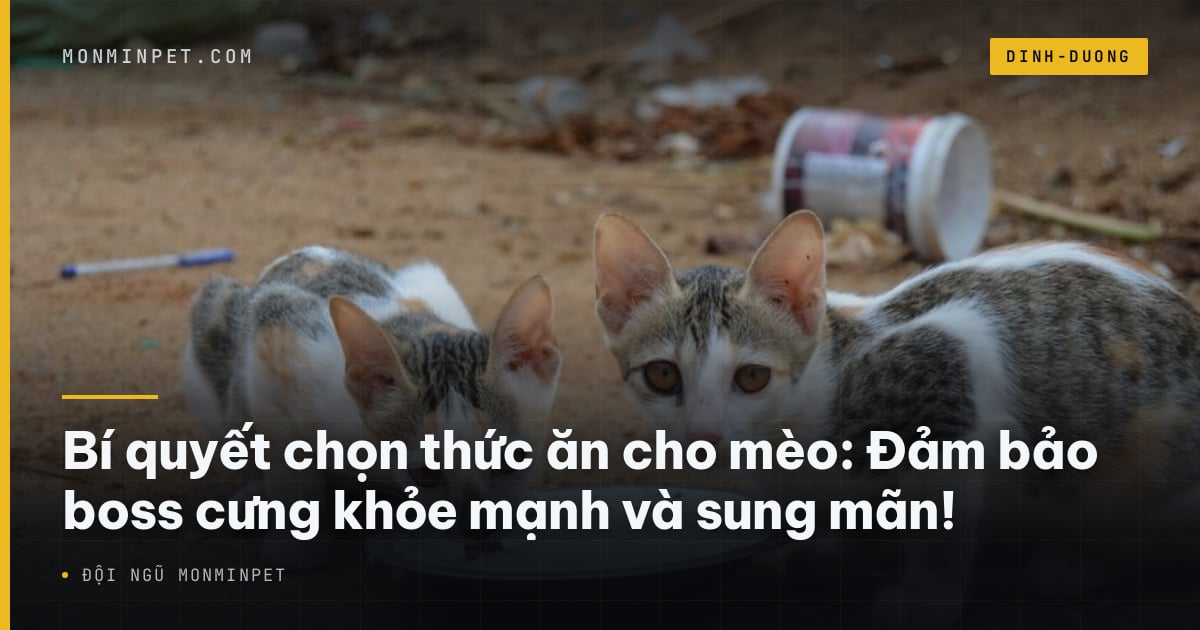 Bí quyết chọn thức ăn cho mèo: Đảm bảo boss cưng khỏe mạnh