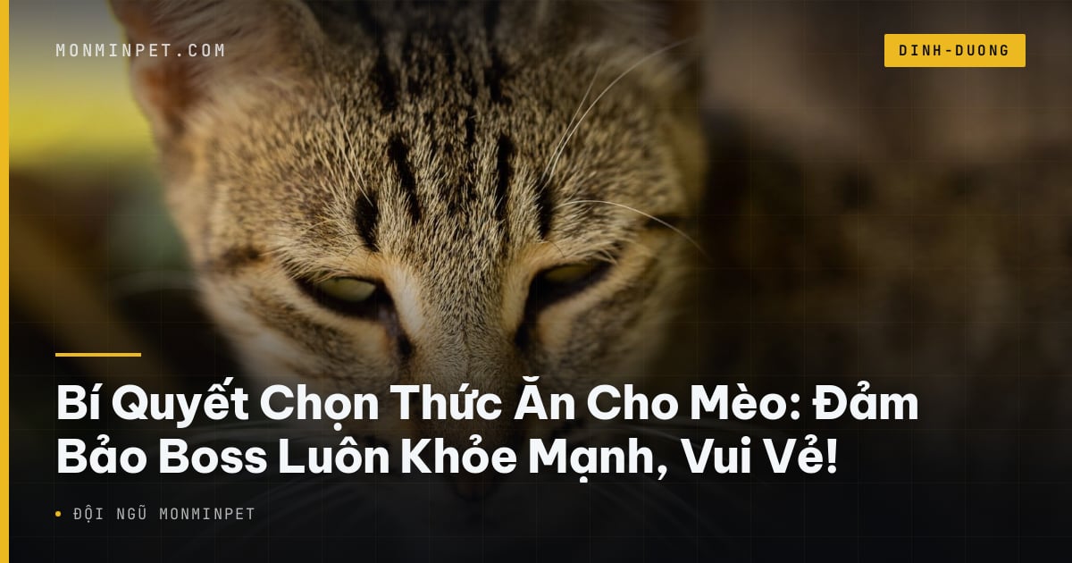 Bí Quyết Chọn Thức Ăn Cho Mèo: Đảm Bảo Boss Luôn Khỏe Mạnh