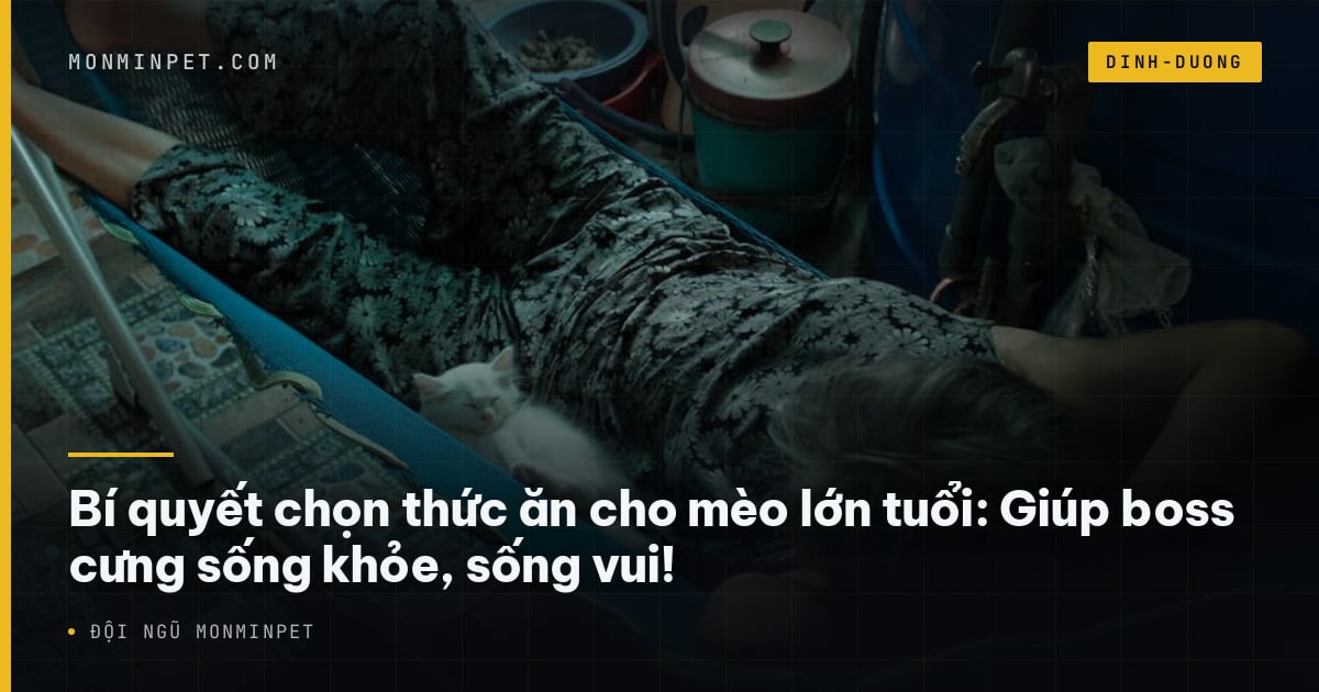 Bí quyết chọn thức ăn cho mèo lớn tuổi: Giúp boss cưng sống