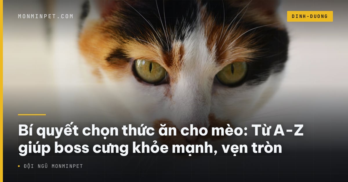 Bí quyết chọn thức ăn cho mèo: Từ A-Z giúp boss cưng khỏe