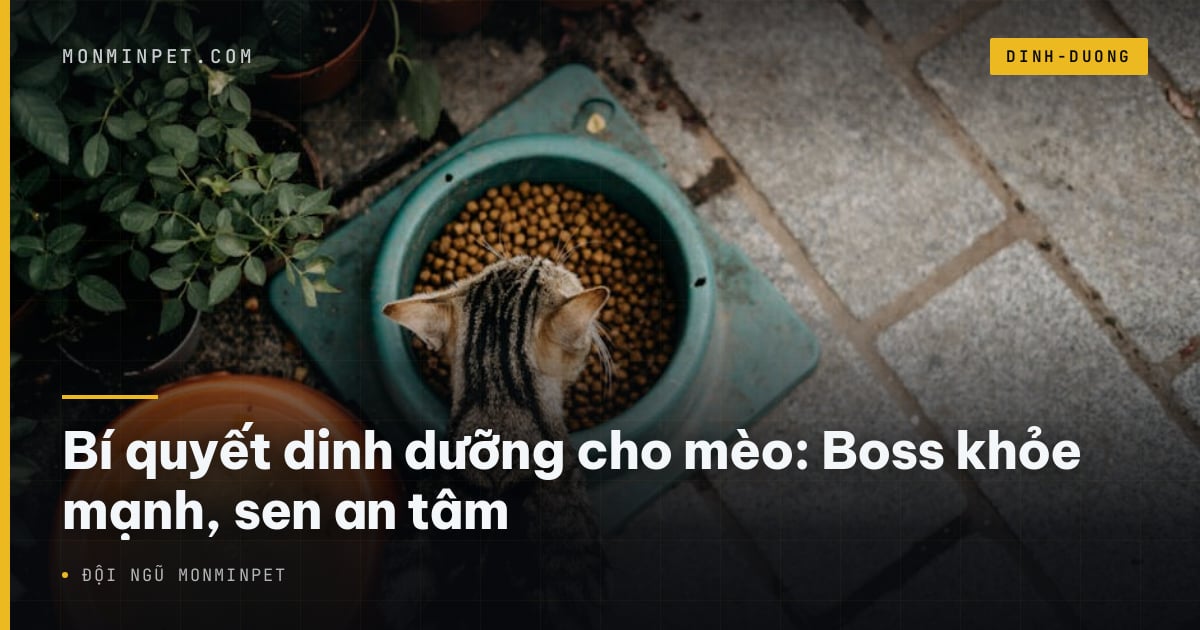 Bí quyết dinh dưỡng cho mèo: Boss khỏe mạnh, sen an tâm