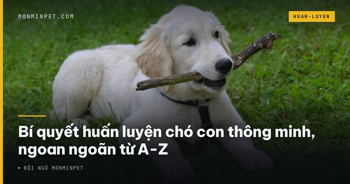 Bí quyết huấn luyện chó con thông minh, ngoan ngoãn từ A-Z
