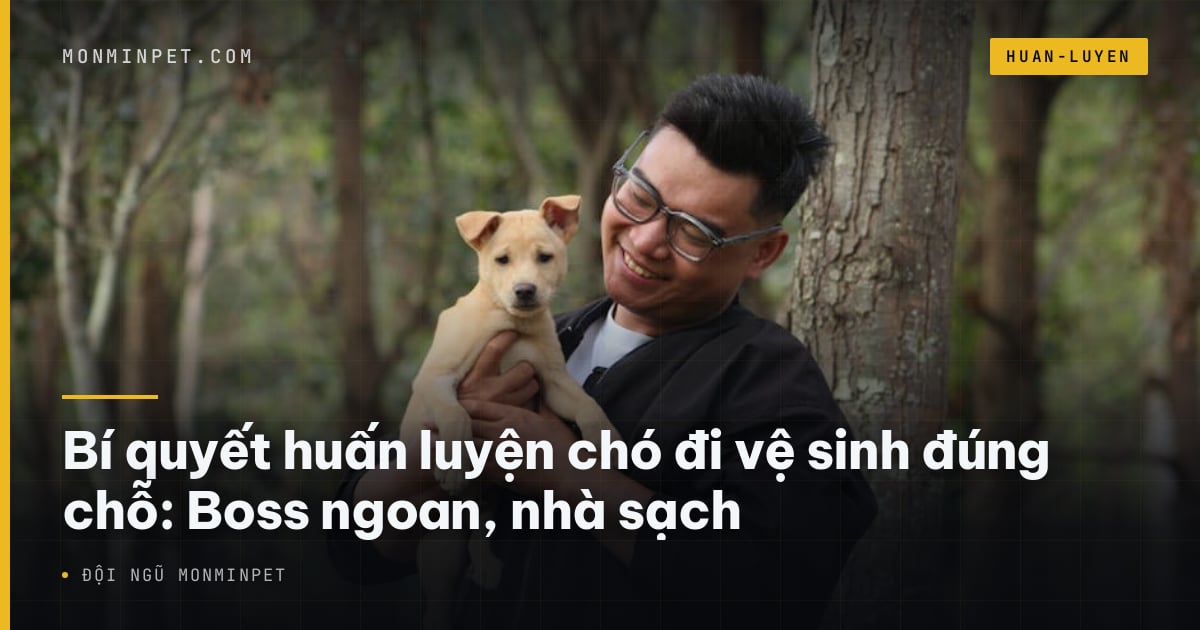 Bí quyết huấn luyện chó đi vệ sinh đúng chỗ: Boss ngoan
