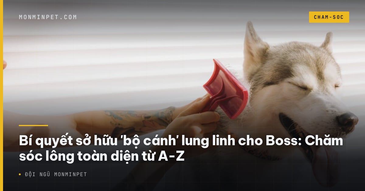 Bí quyết sở hữu 'bộ cánh' lung linh cho Boss: Chăm sóc lông
