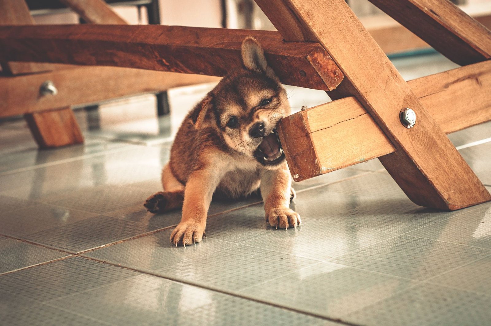 Cách làm sạch răng cho chó: Hướng dẫn chăm sóc đúng