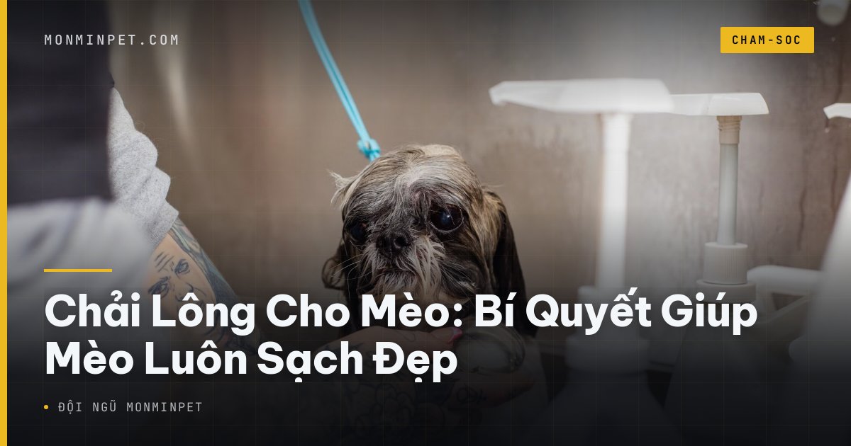 Chải Lông Cho Mèo: Bí Quyết Giúp Mèo Luôn Sạch Đẹp