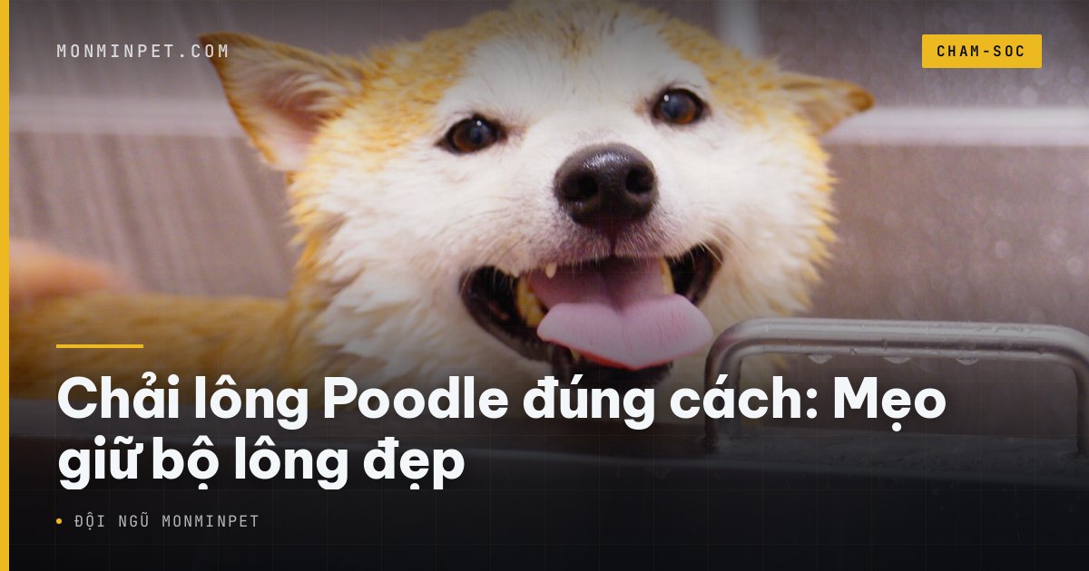 Chải lông Poodle đúng cách: Mẹo giữ bộ lông đẹp