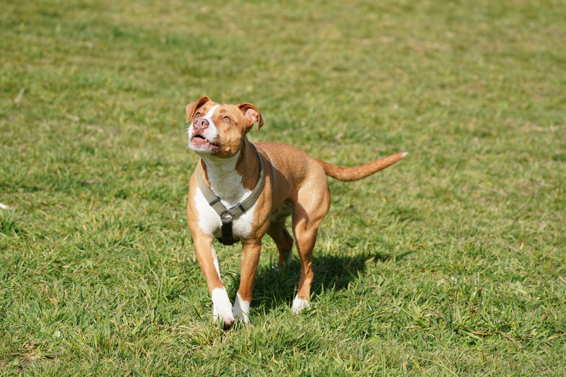 Chăm sóc chó Pitbull: Hướng dẫn toàn diện cho chủ nuôi