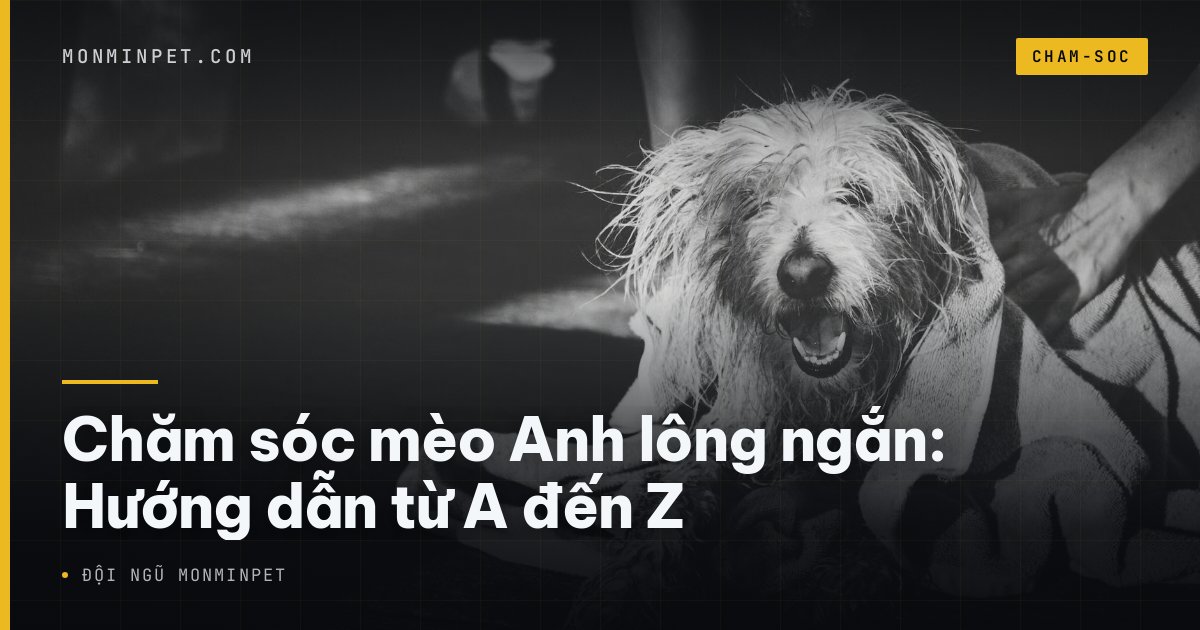 Chăm sóc mèo Anh lông ngắn: Hướng dẫn từ A đến Z