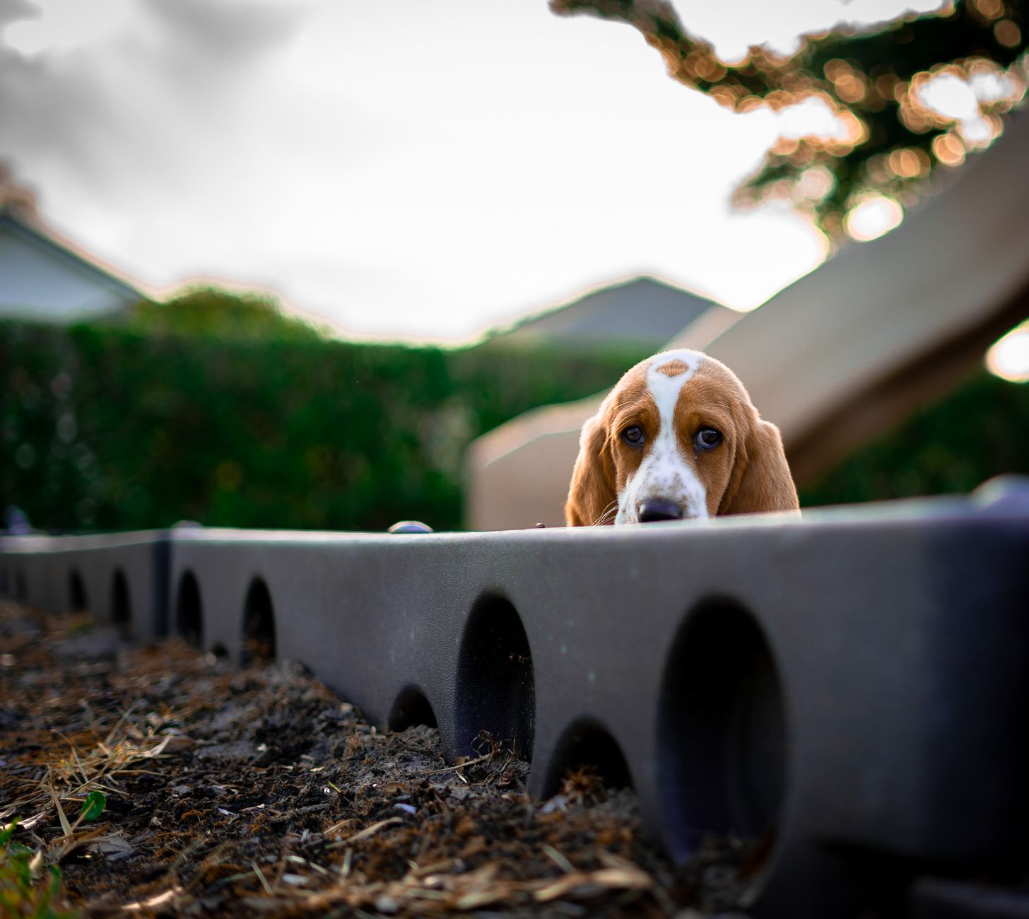 Chó Basset Hound: Chăm sóc, Dinh dưỡng và Sức khỏe đúng cách