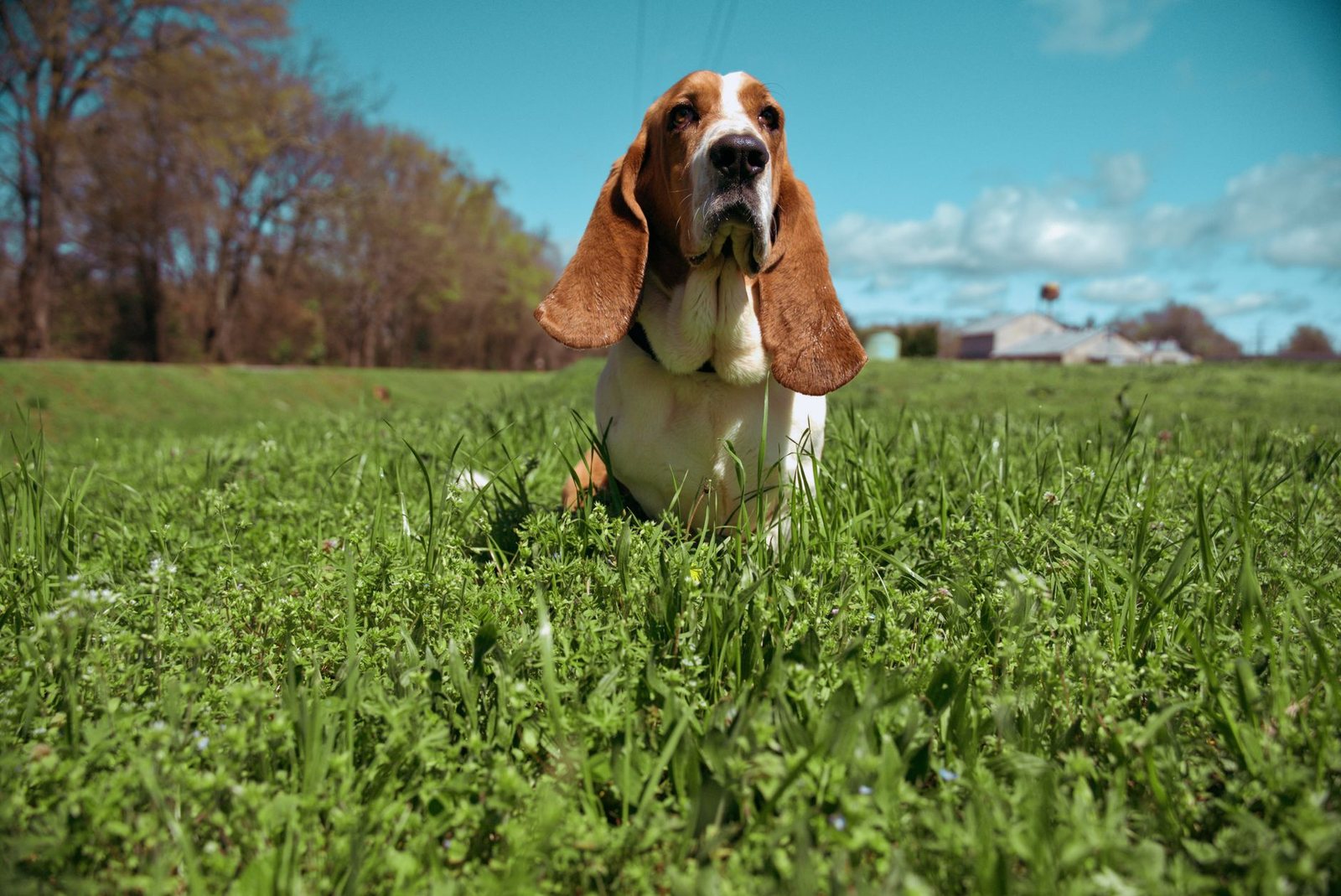 Chân dung chó Basset Hound