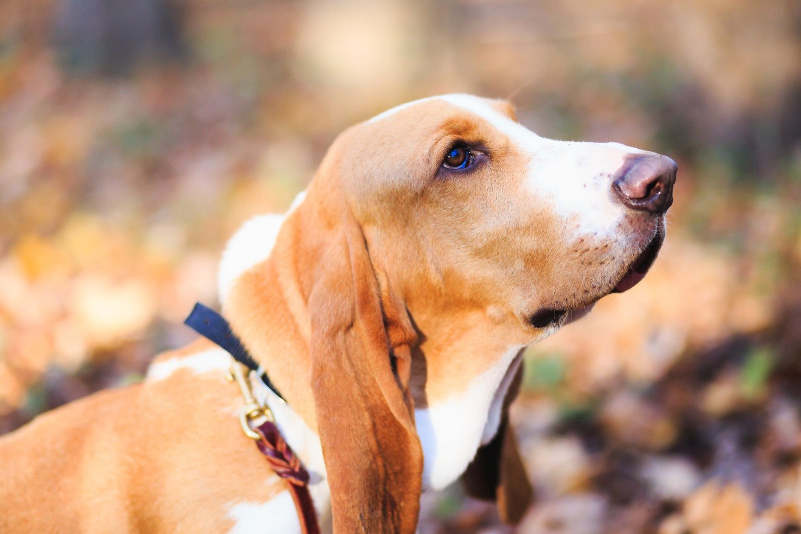 chó Basset Hound ngoài trời