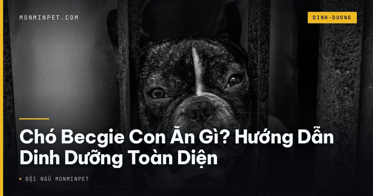 Chó Becgie Con Ăn Gì? Hướng Dẫn Dinh Dưỡng Toàn Diện