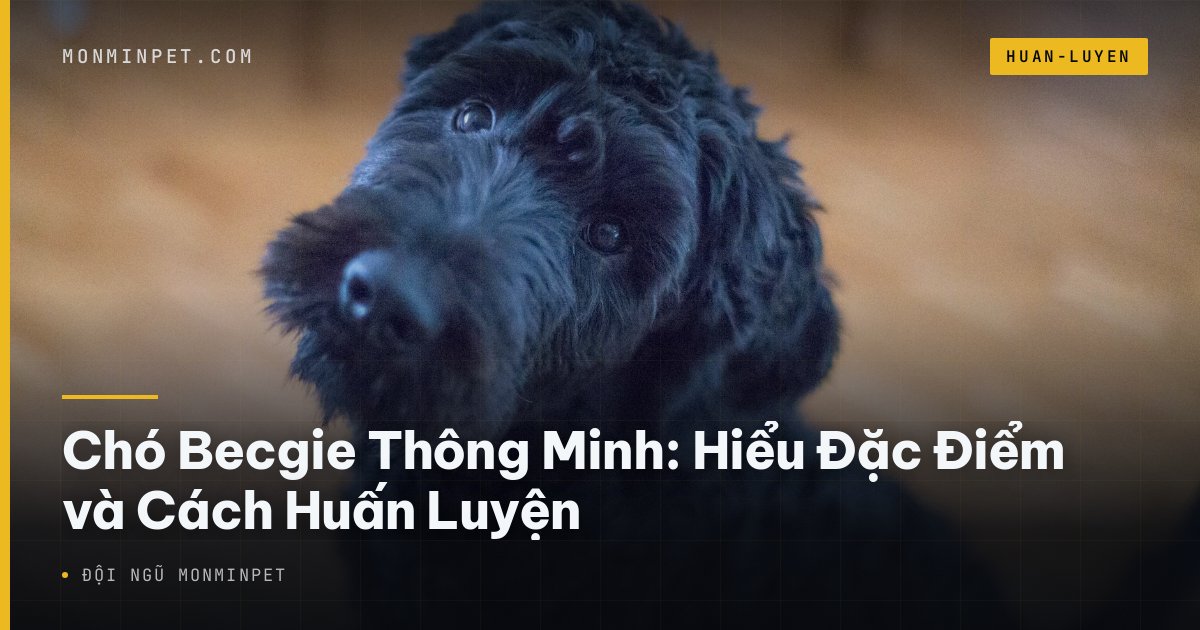 Chó Becgie Thông Minh: Hiểu Đặc Điểm và Cách Huấn Luyện