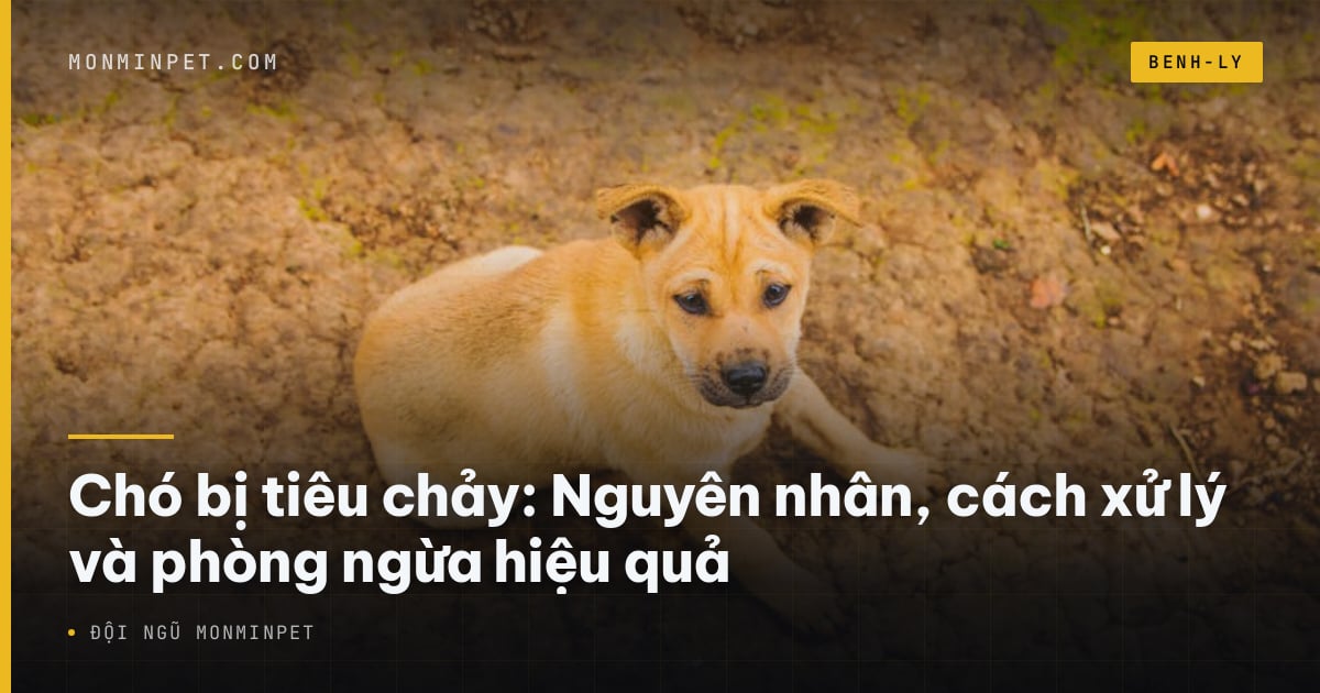 Chó bị tiêu chảy: Nguyên nhân, cách xử lý và phòng ngừa